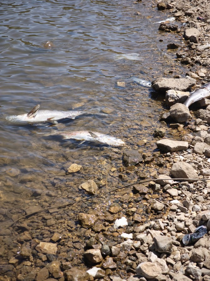 تلوث بركة رام