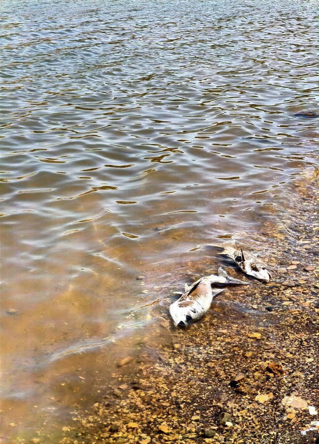 تلوث بركة رام