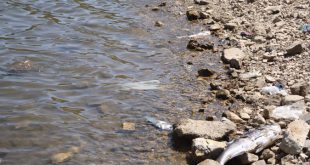 تلوث بركة رام