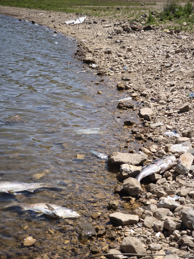 تلوث بركة رام