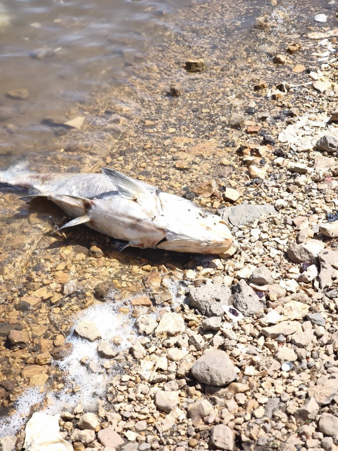 تلوث بركة رام